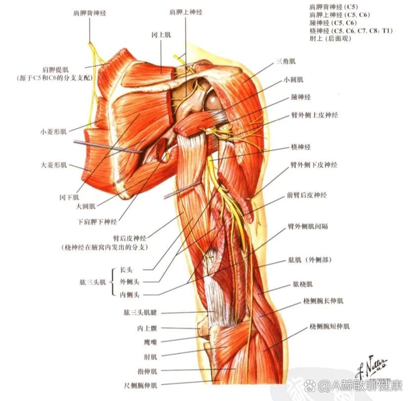 臂丛神经 结构图图片