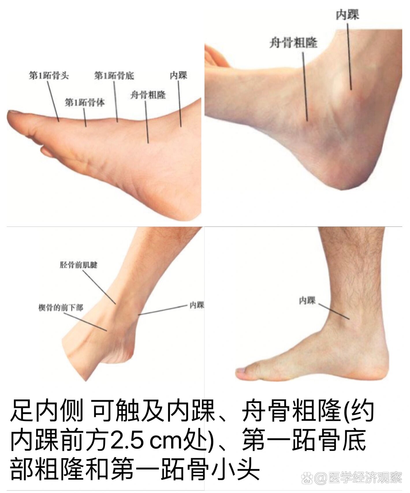 足背解剖图片