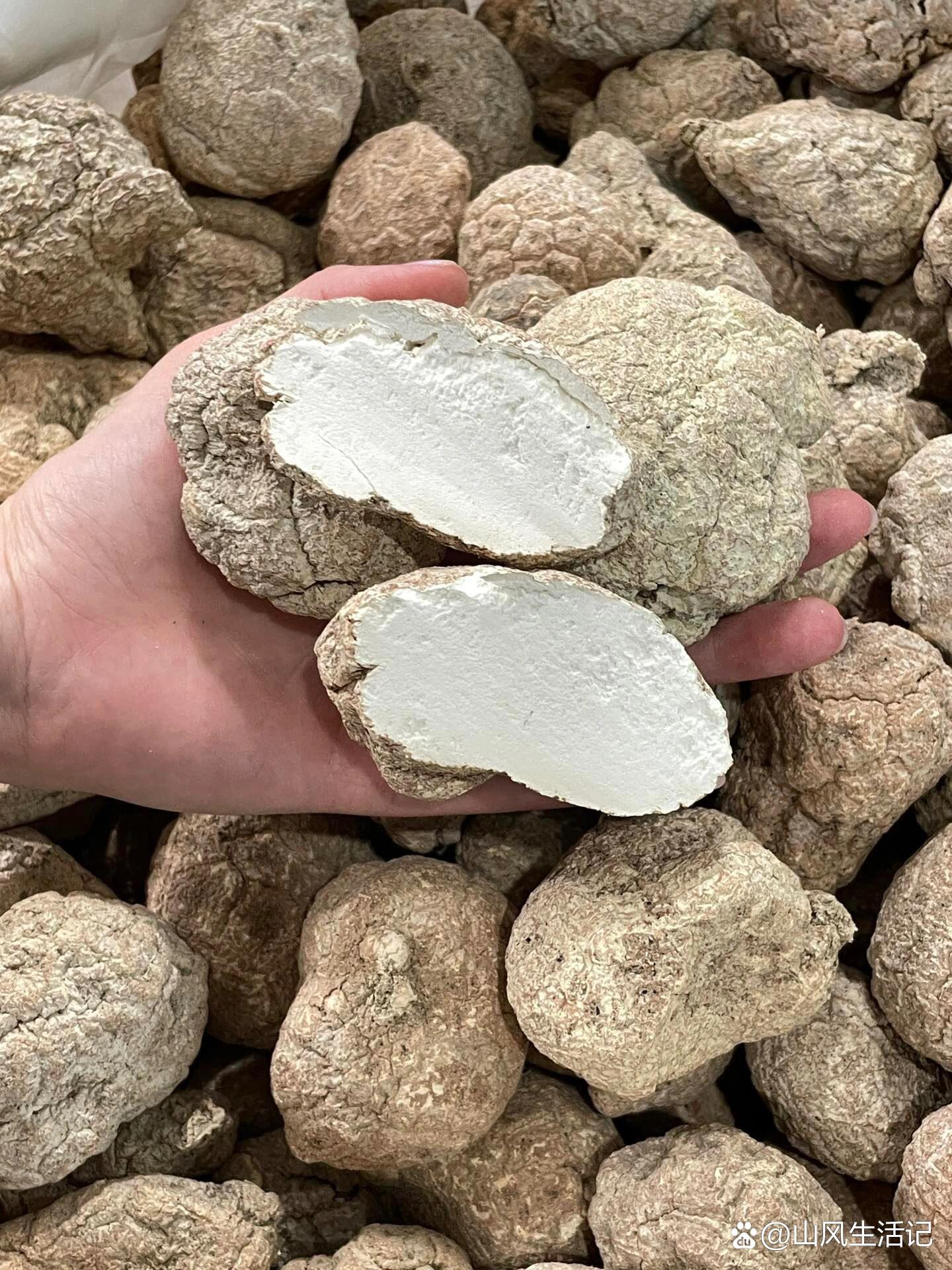 马来西亚虎乳菌10头,90350/斤,半斤90/180