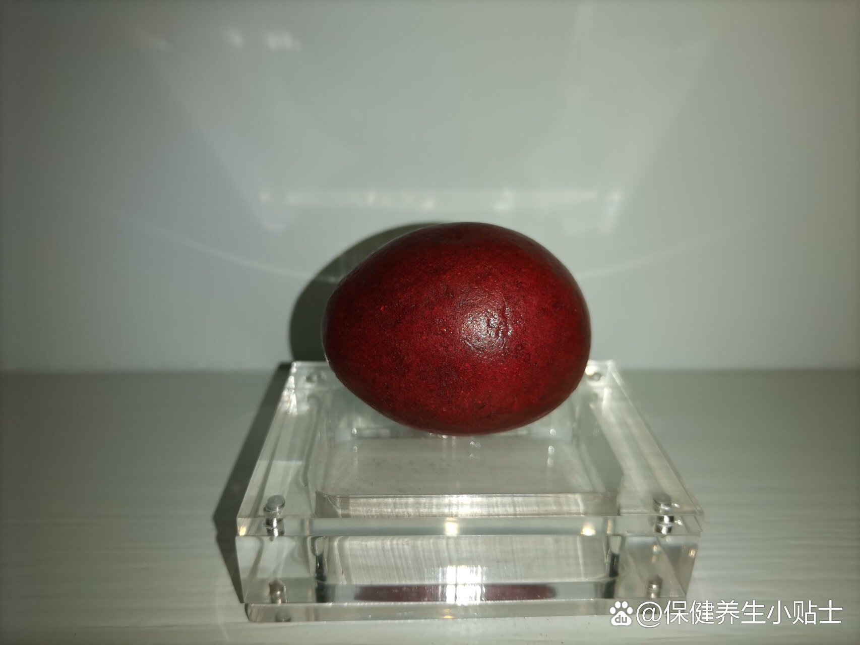 箭猪枣/中国/新加坡