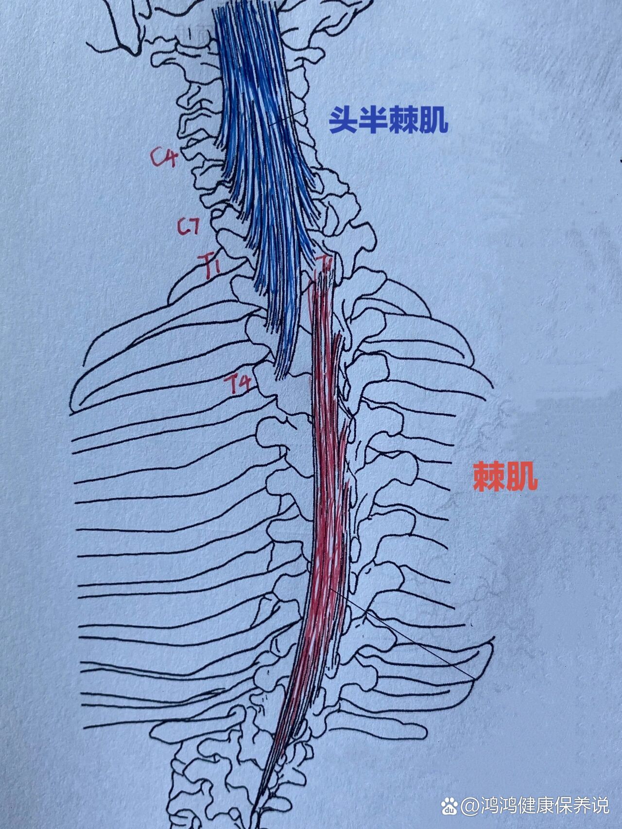 躯干肌后面解剖图图片