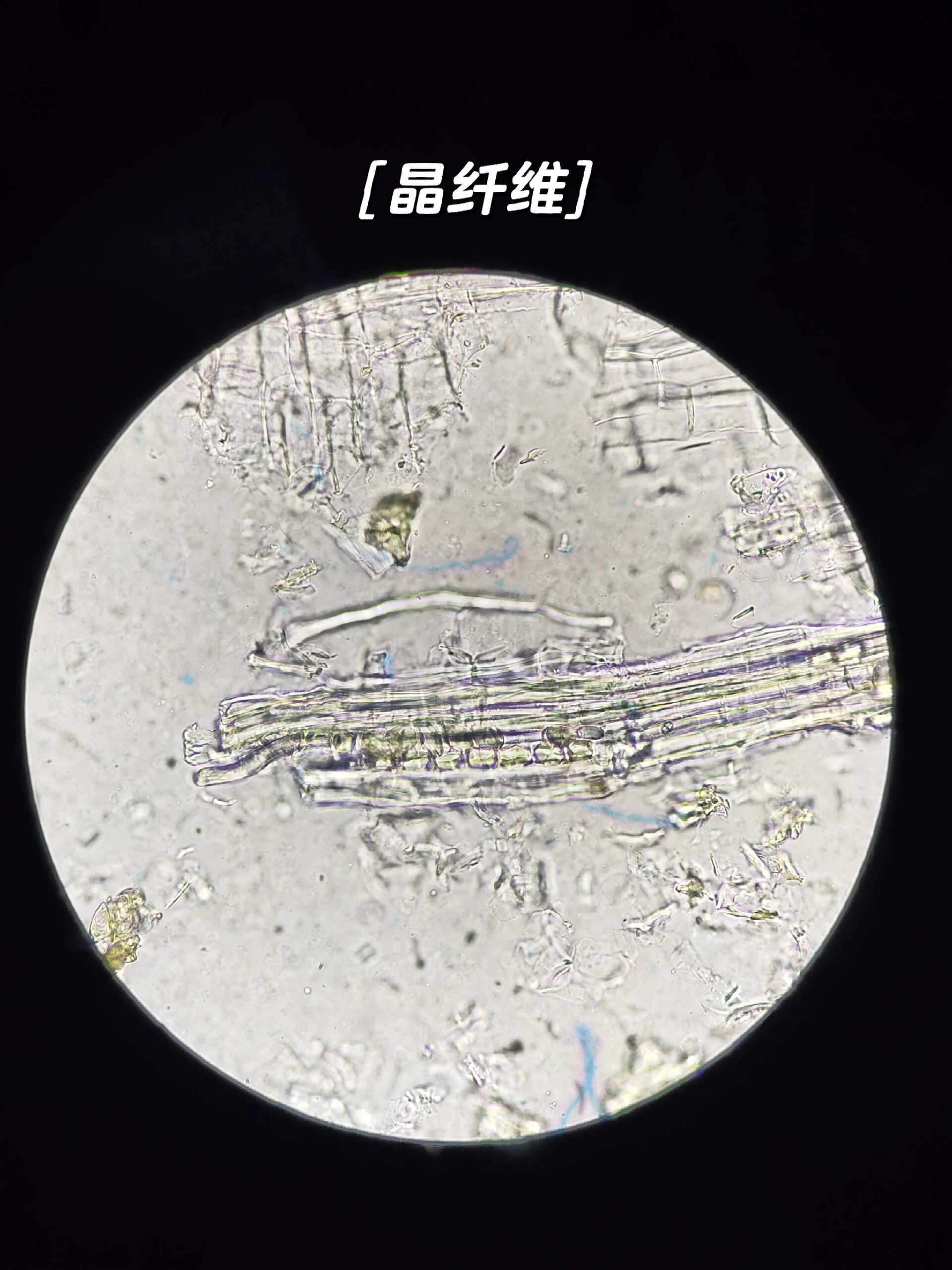 甘草粉末显微图