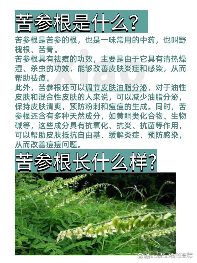 每天一个护肤小知识:苦参根