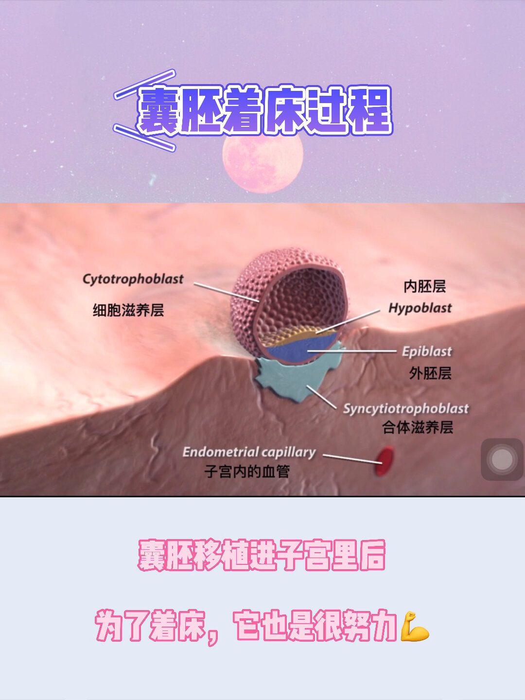 1pn的囊胚能移植吗(1pn囊胚移植有生下正常孩子吗)