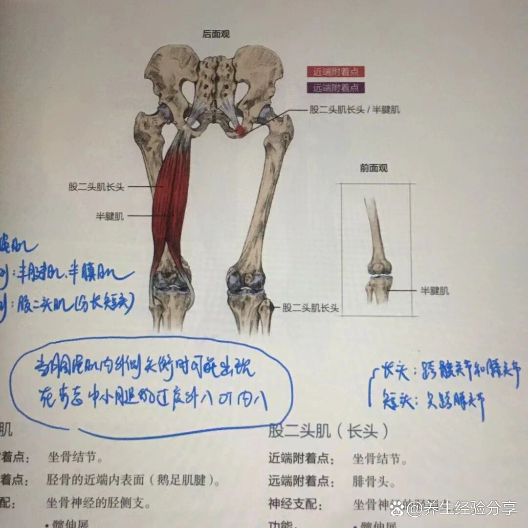 腘绳肌的功能解剖