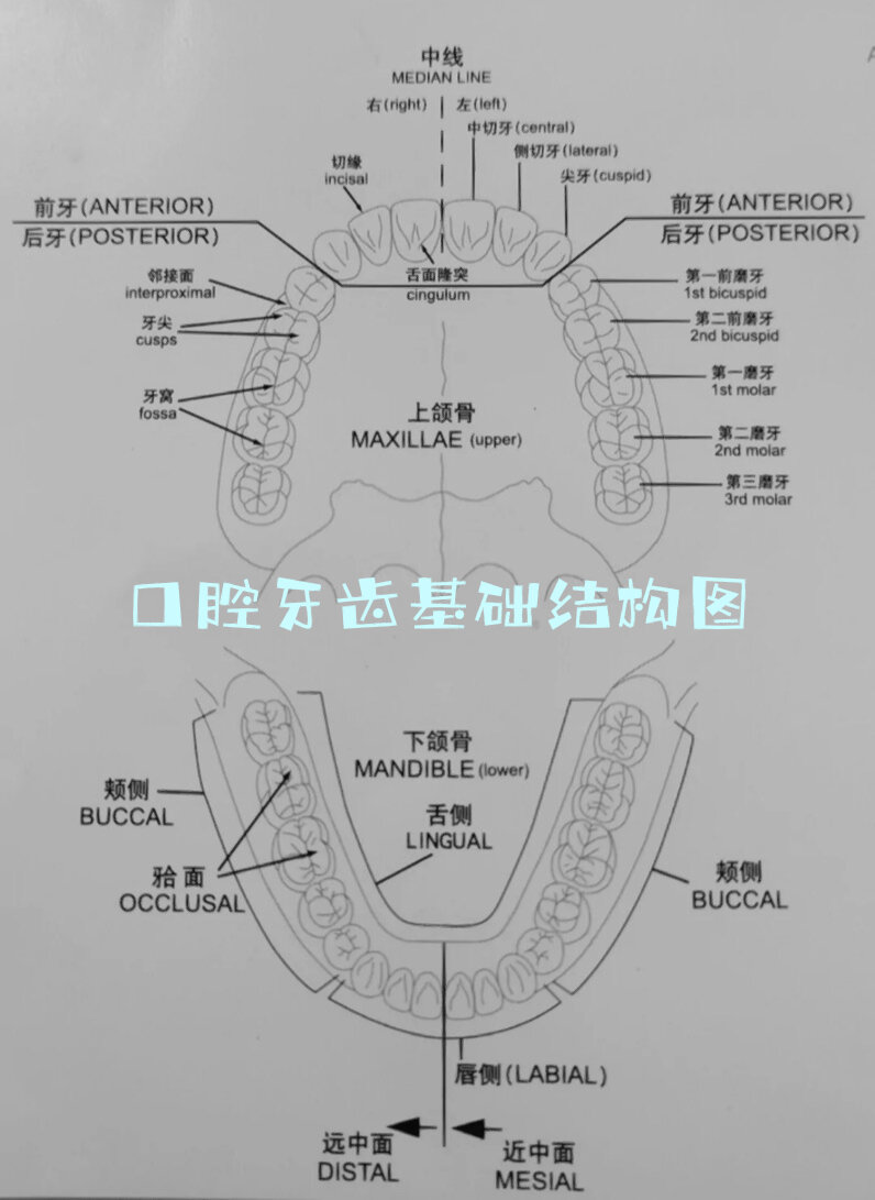 端面齿标准示意图图片