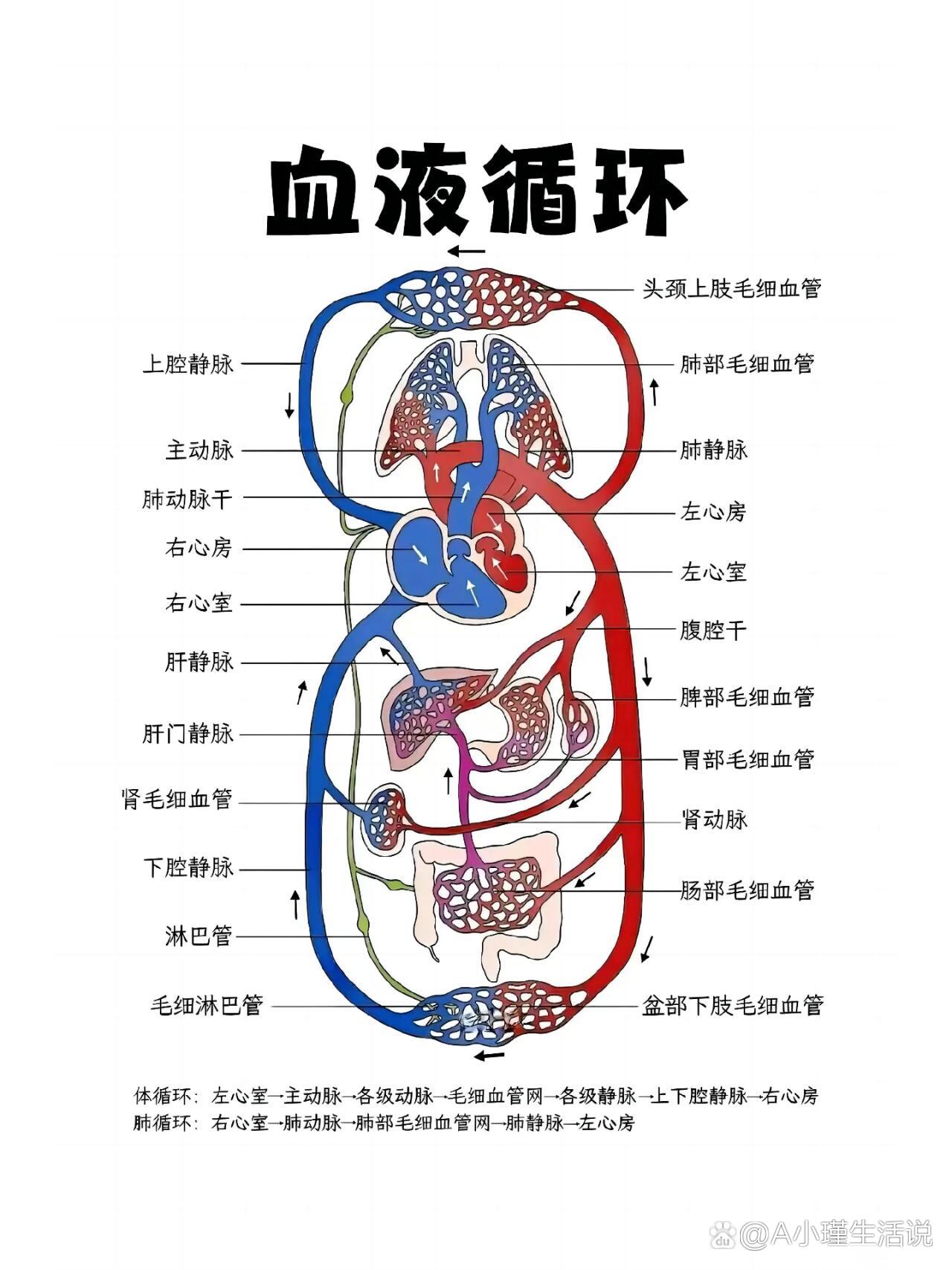 人体经脉运行循环路线图片