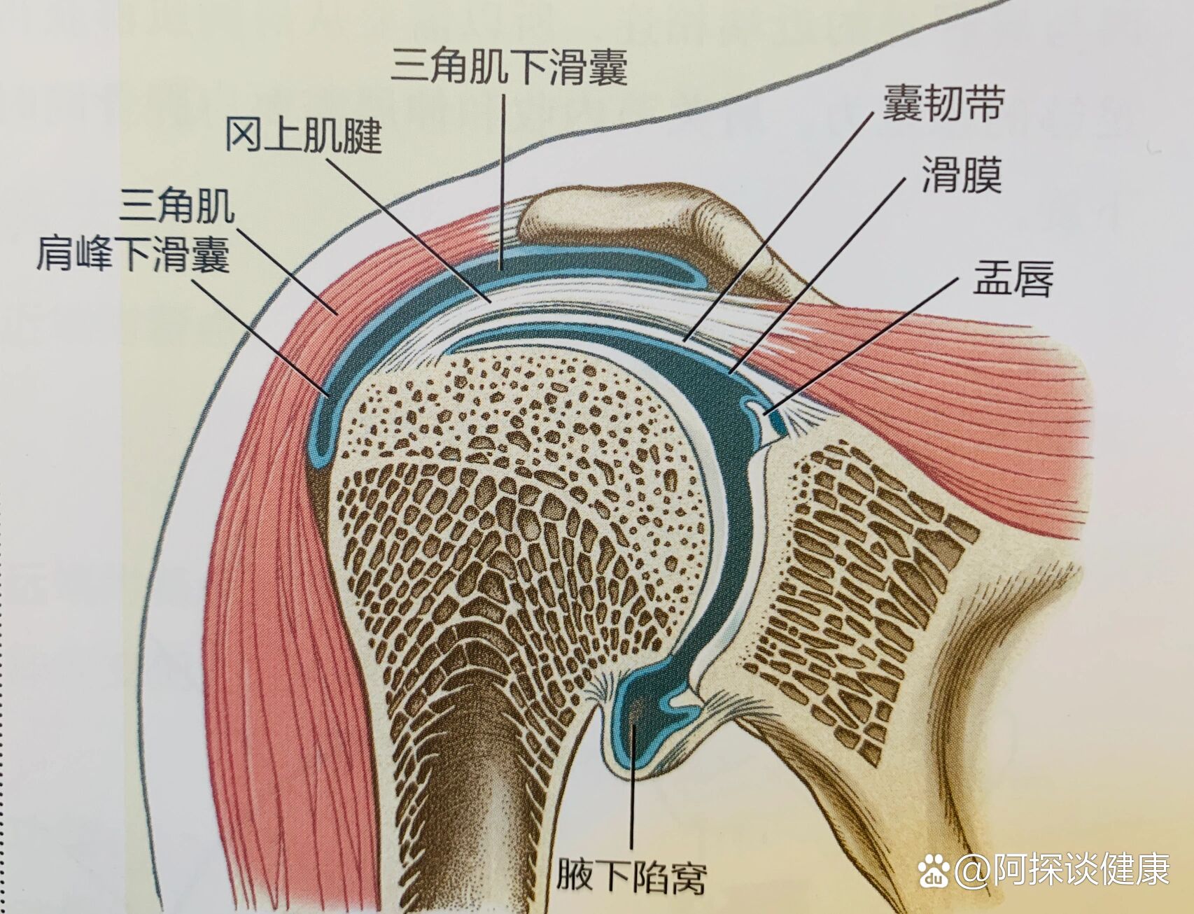 肩关节六个方向示意图图片