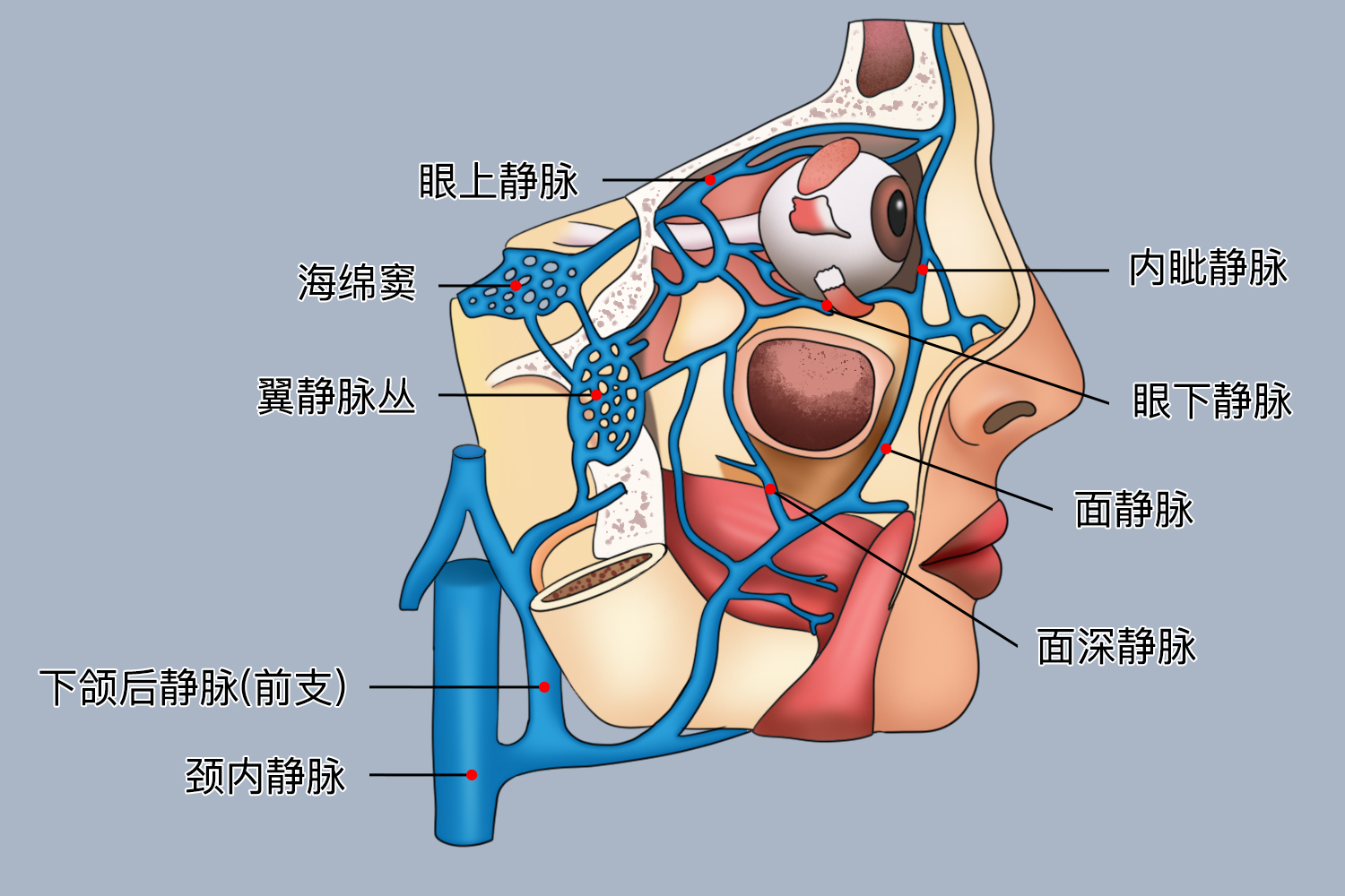 颈部静脉解剖图 | 百度健康·医学科普