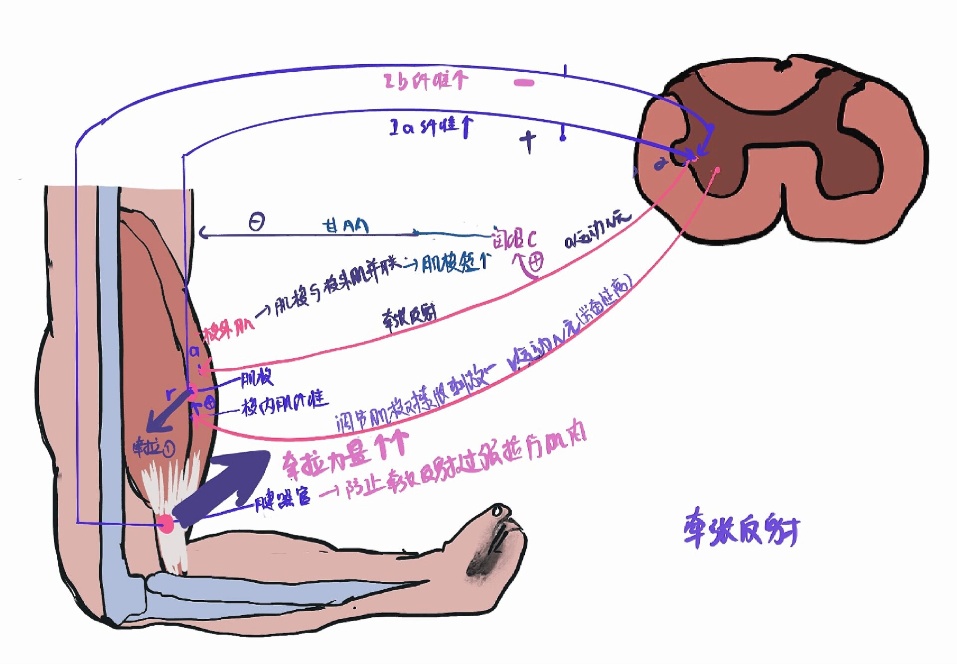 牵张反射和腱反射图片