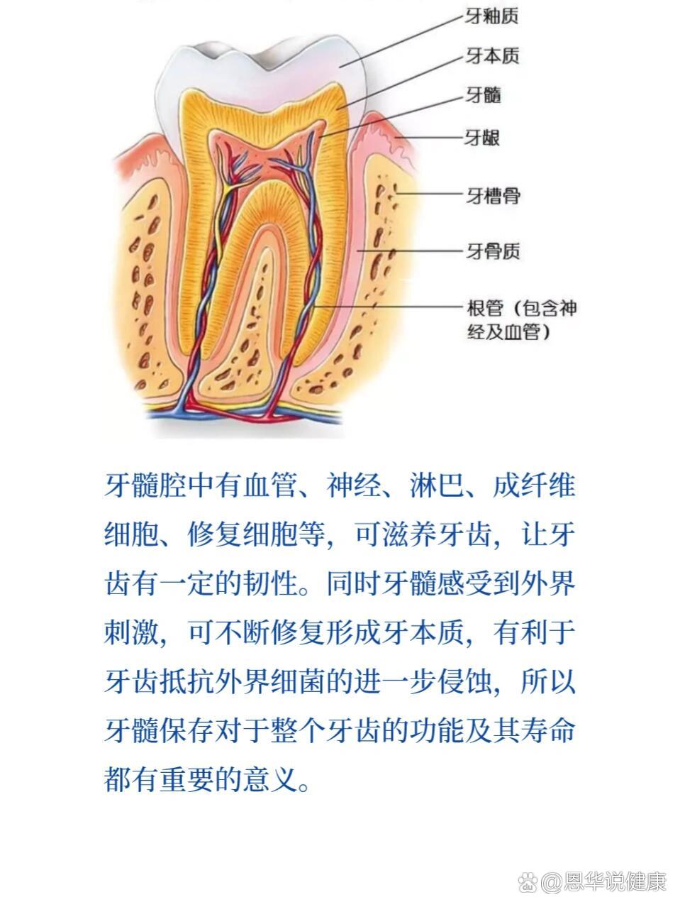 没了牙神经,牙齿还能用多久?