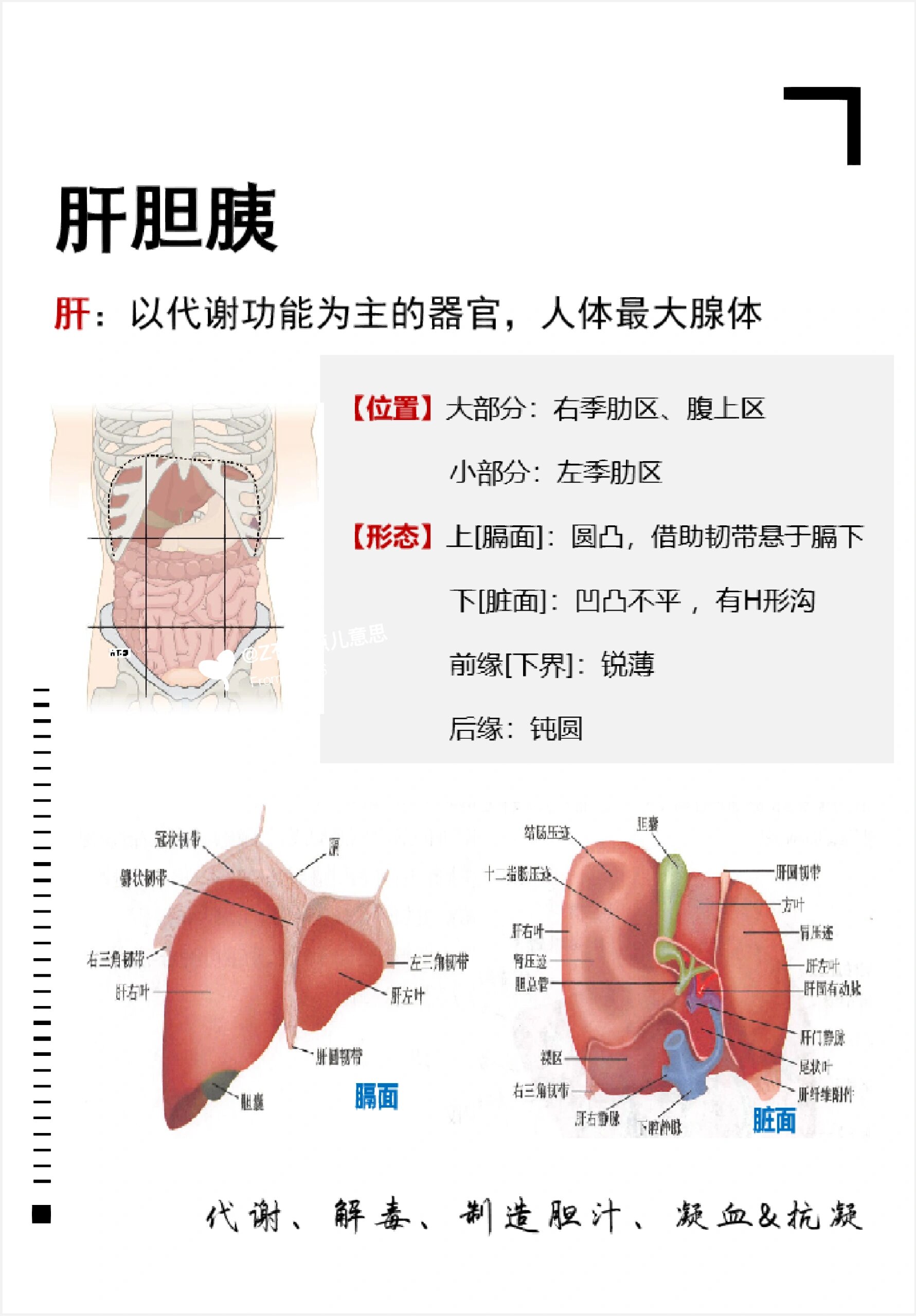 芳疗学习#no.319生理解剖@肝胆胰