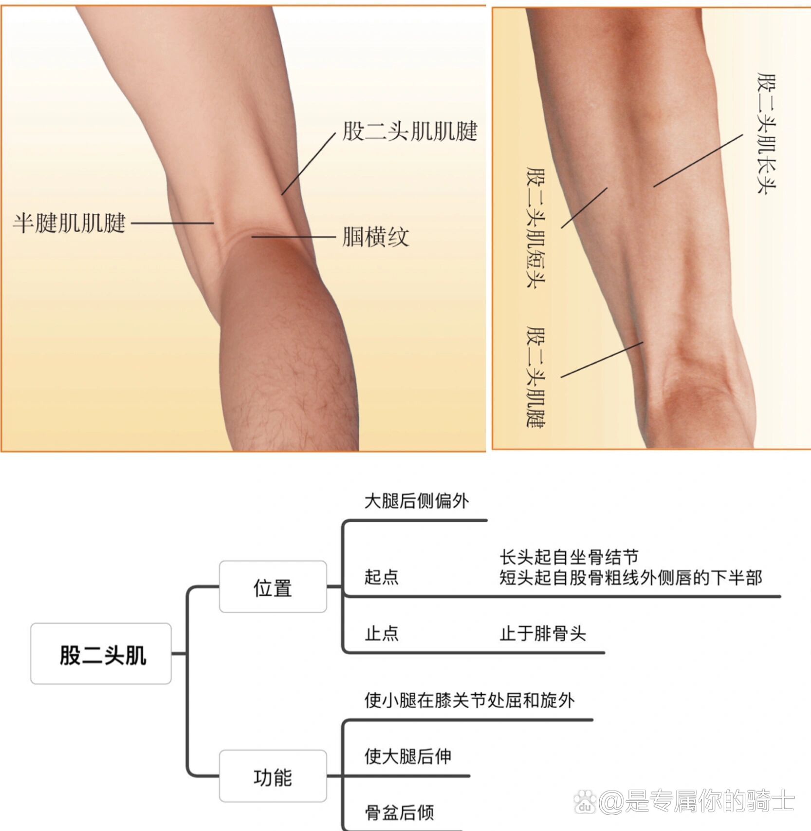 解剖笔记/真人图解/股二头肌