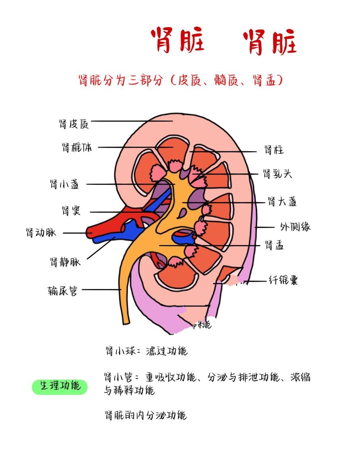 肾脏的结构思维导图图片