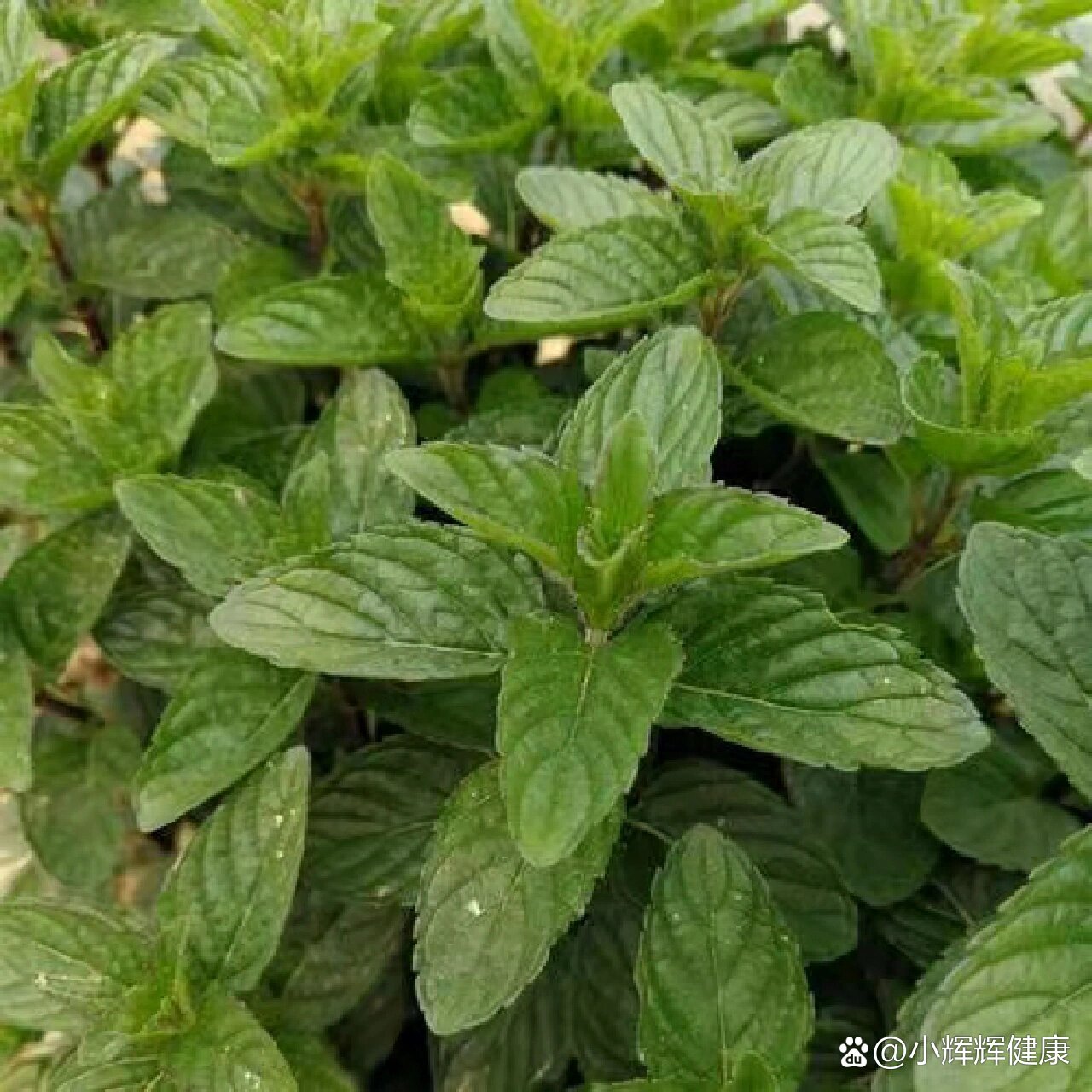 抗病毒香草植物分享之五:胡椒薄荷.