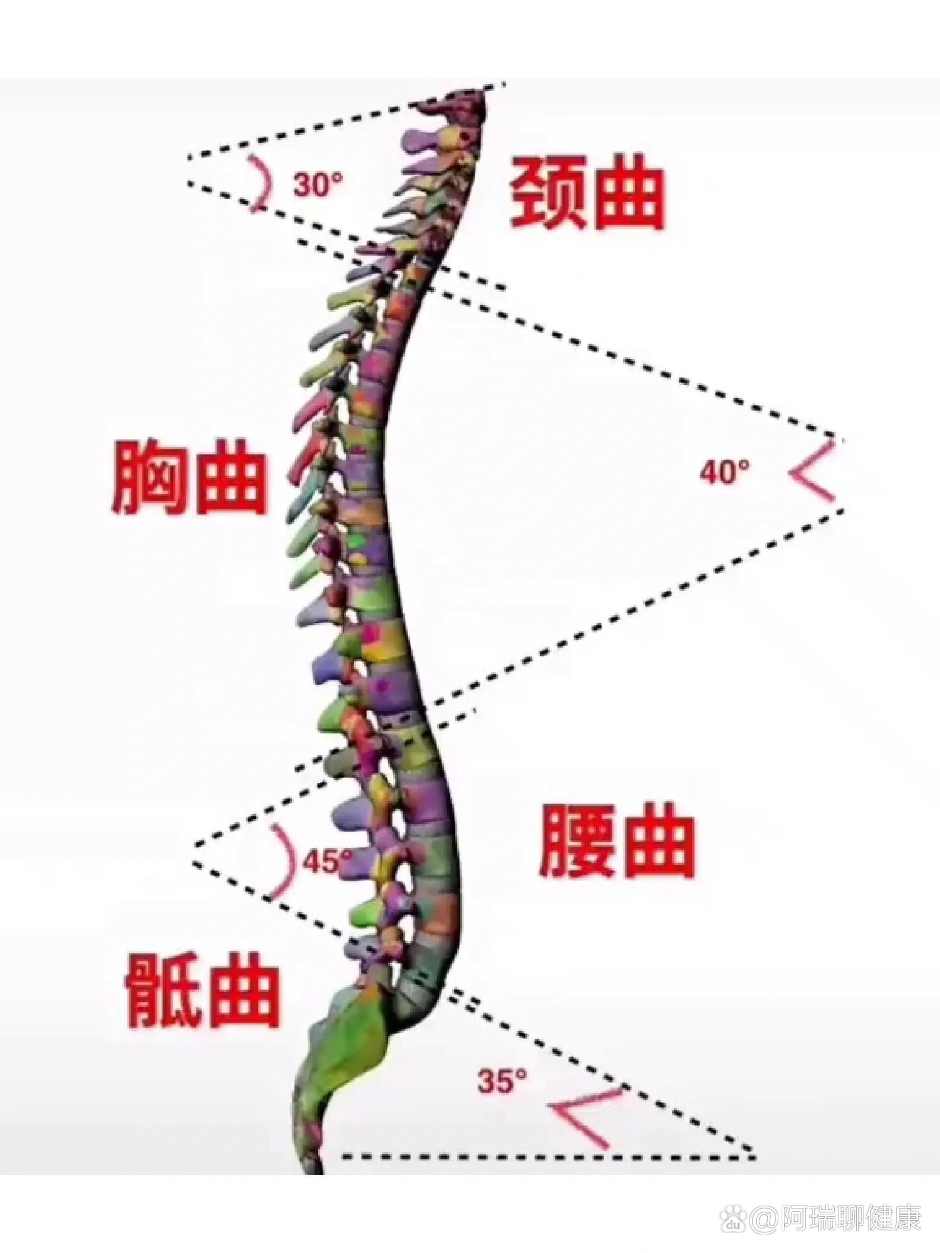 脊柱的生理曲度