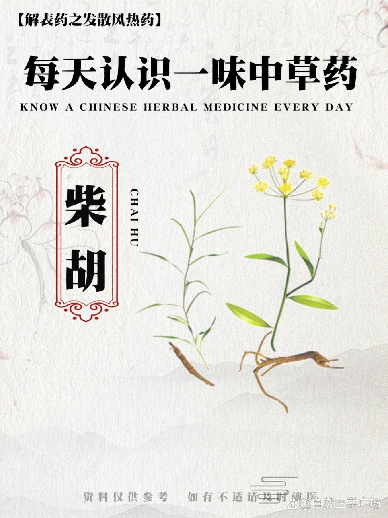 每天认识一味草药91柴胡