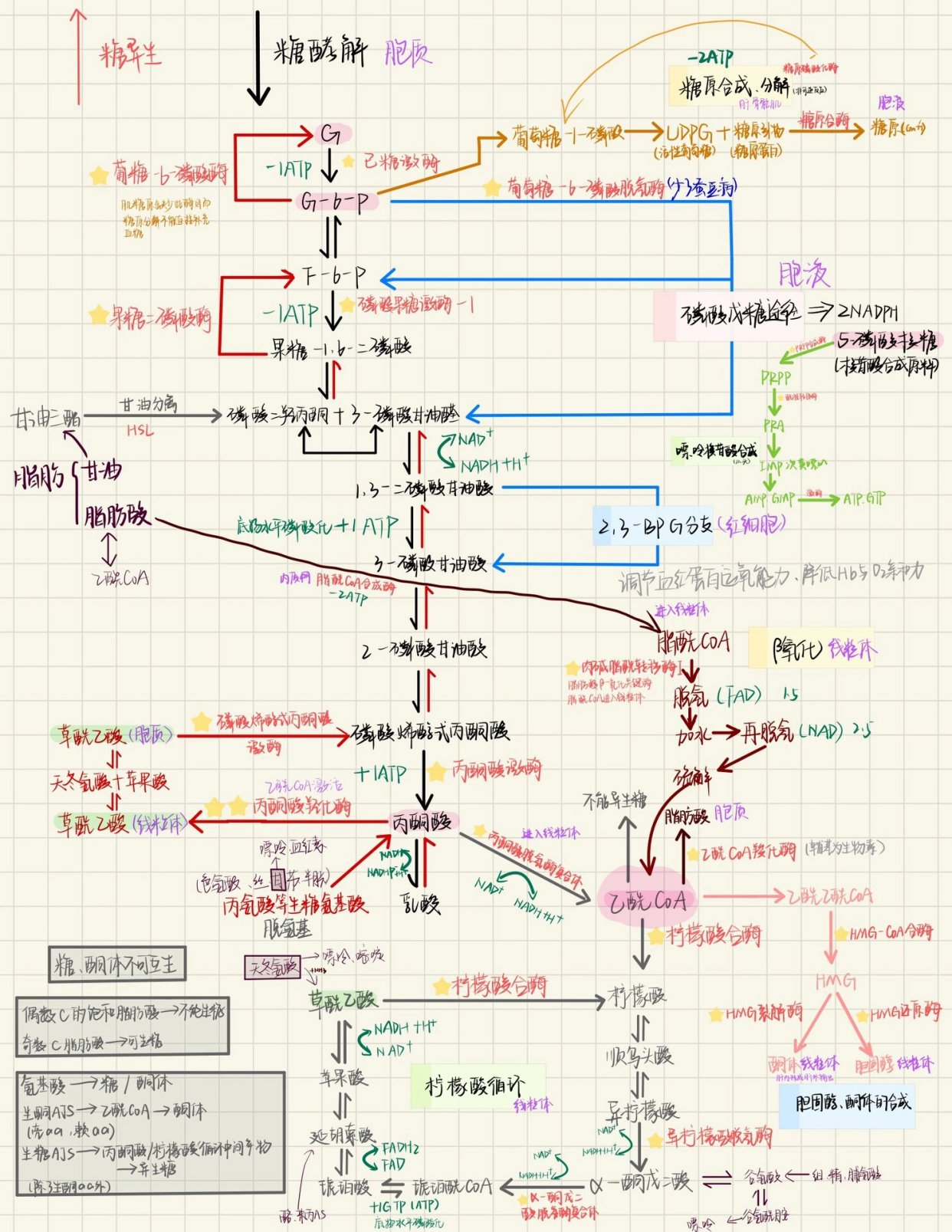 生化三大循环代谢图