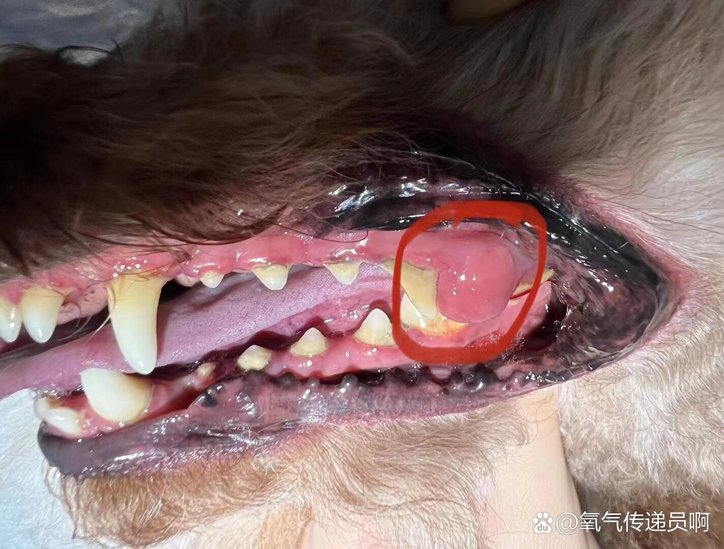  br>猫不常见狗比较常见呢 br>这是一种发源于齿周韧带的齿龈良性肿瘤