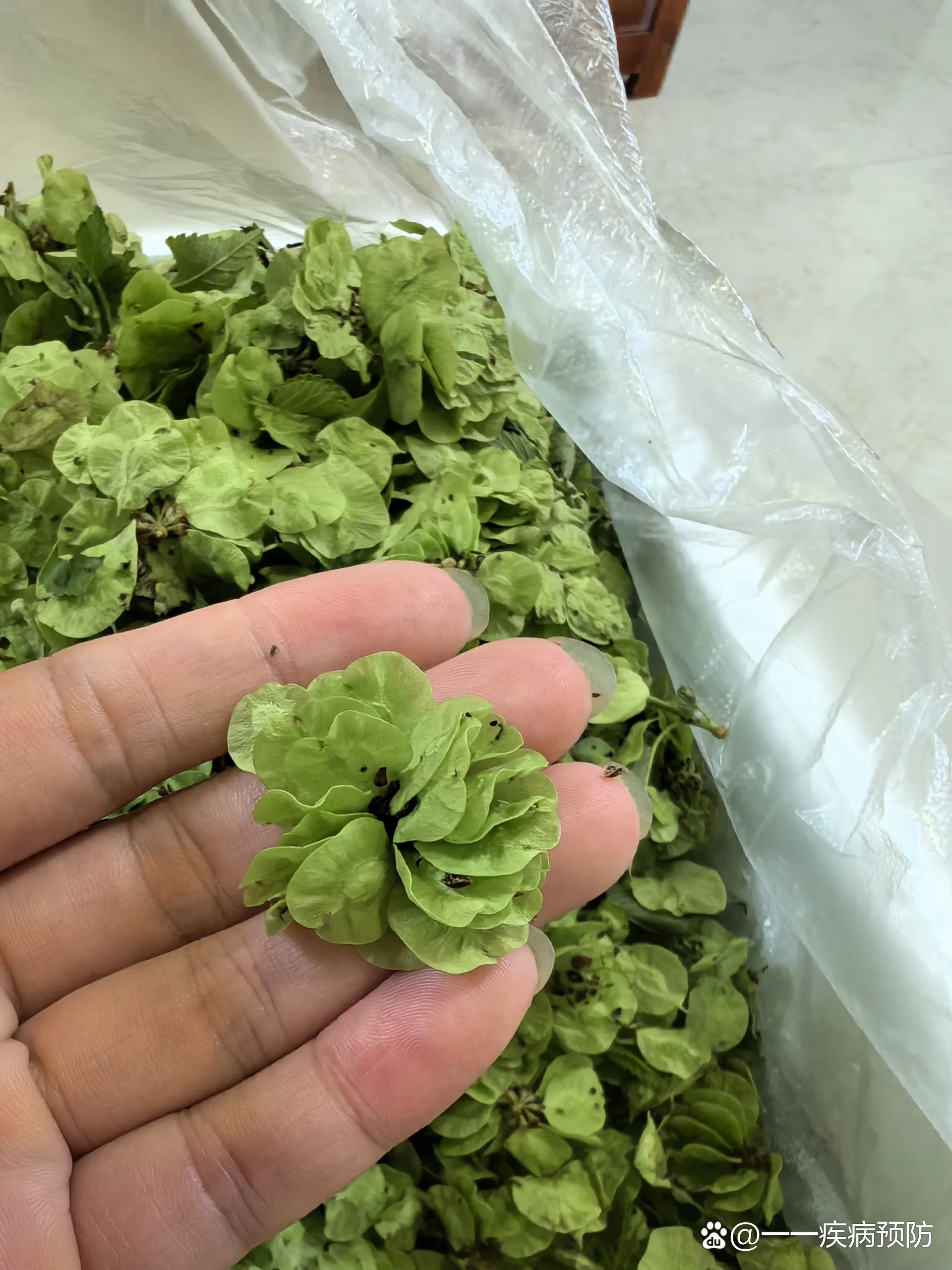 小时候有篇课文《榆钱饭》