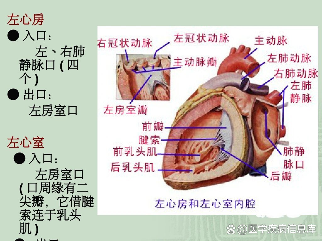 心脏的精细结构和传导系统