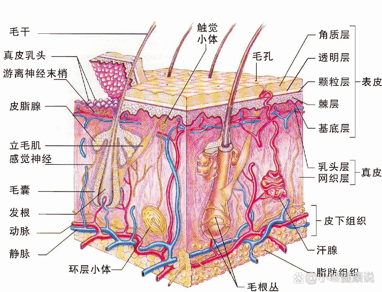 皮肤的结构与功能(虾哥课堂)