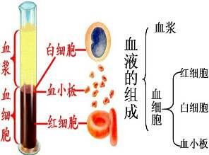 血液由什么组成图片