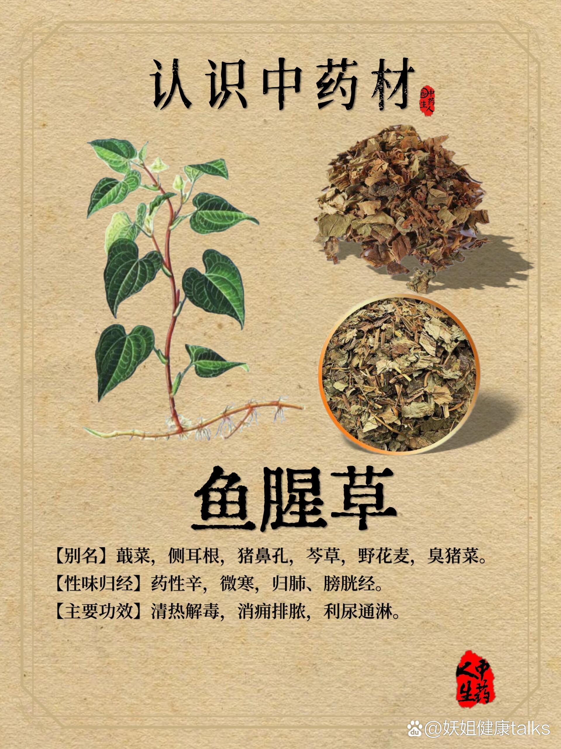 鱼腥草图片及食用方法图片