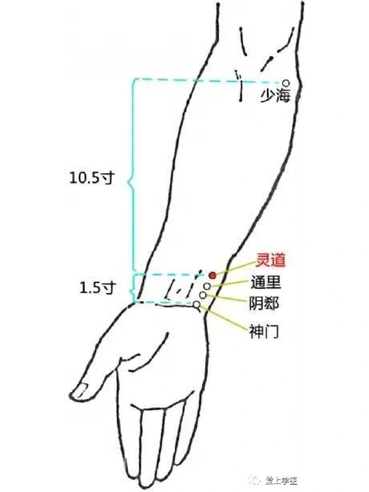 阴郄和神门准确位置图图片