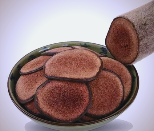 鹿茸与鹿角的生长差异与特性