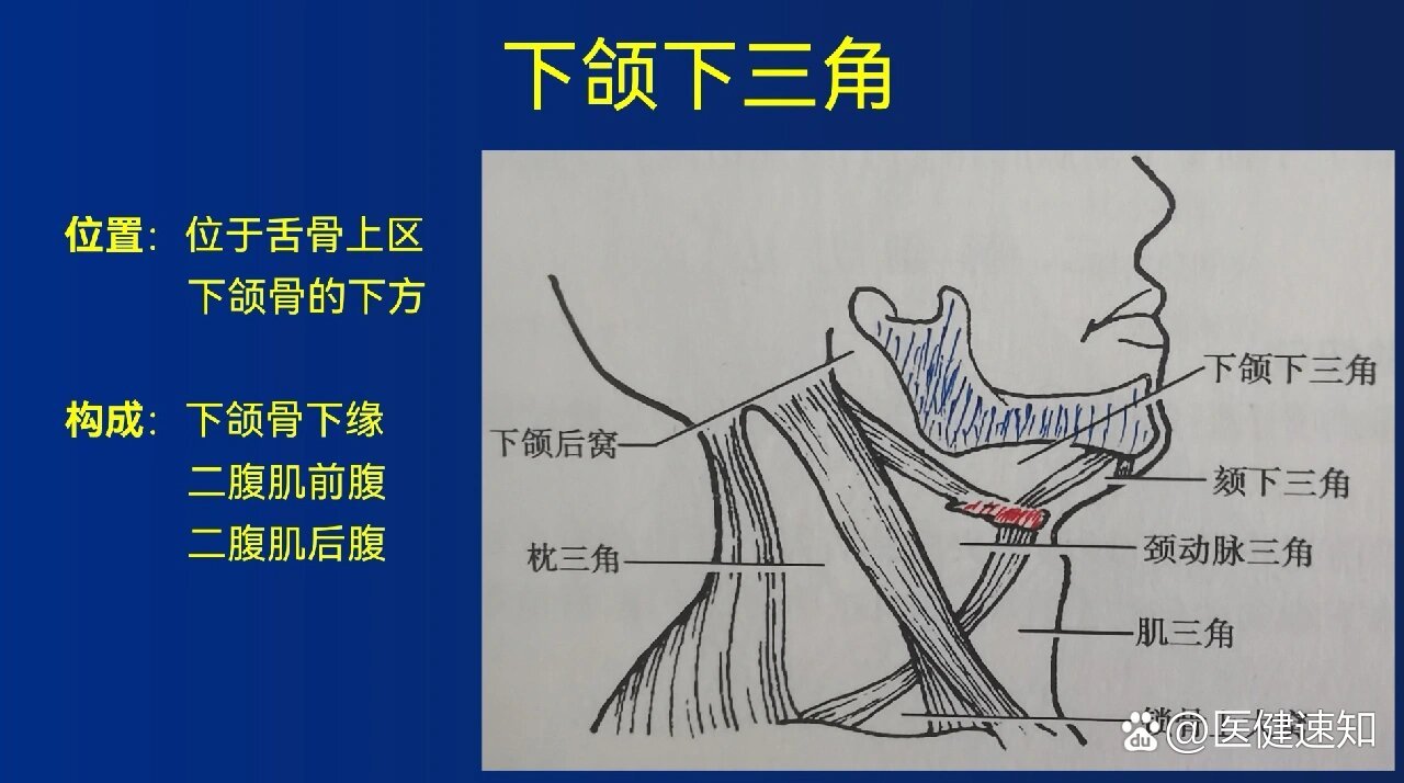 下颌三角淋巴结图片