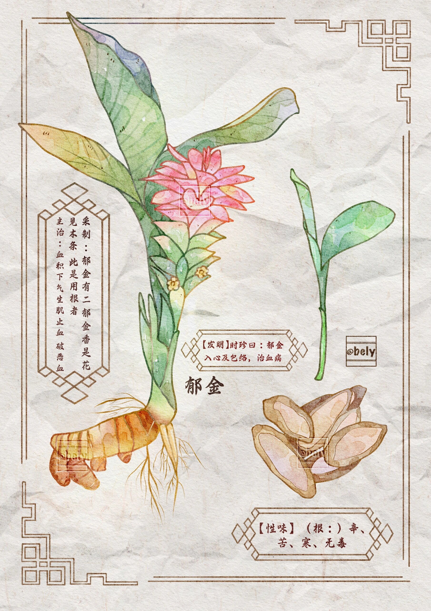 【本草纲目】手绘水彩图鉴