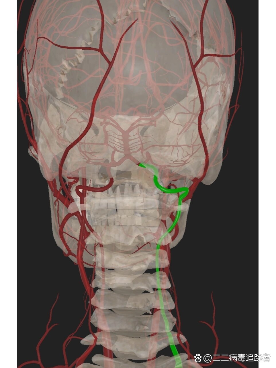 椎动脉走行了解一下