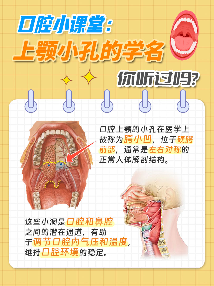 口腔小秘密:上颚小孔的学名,你听过吗?