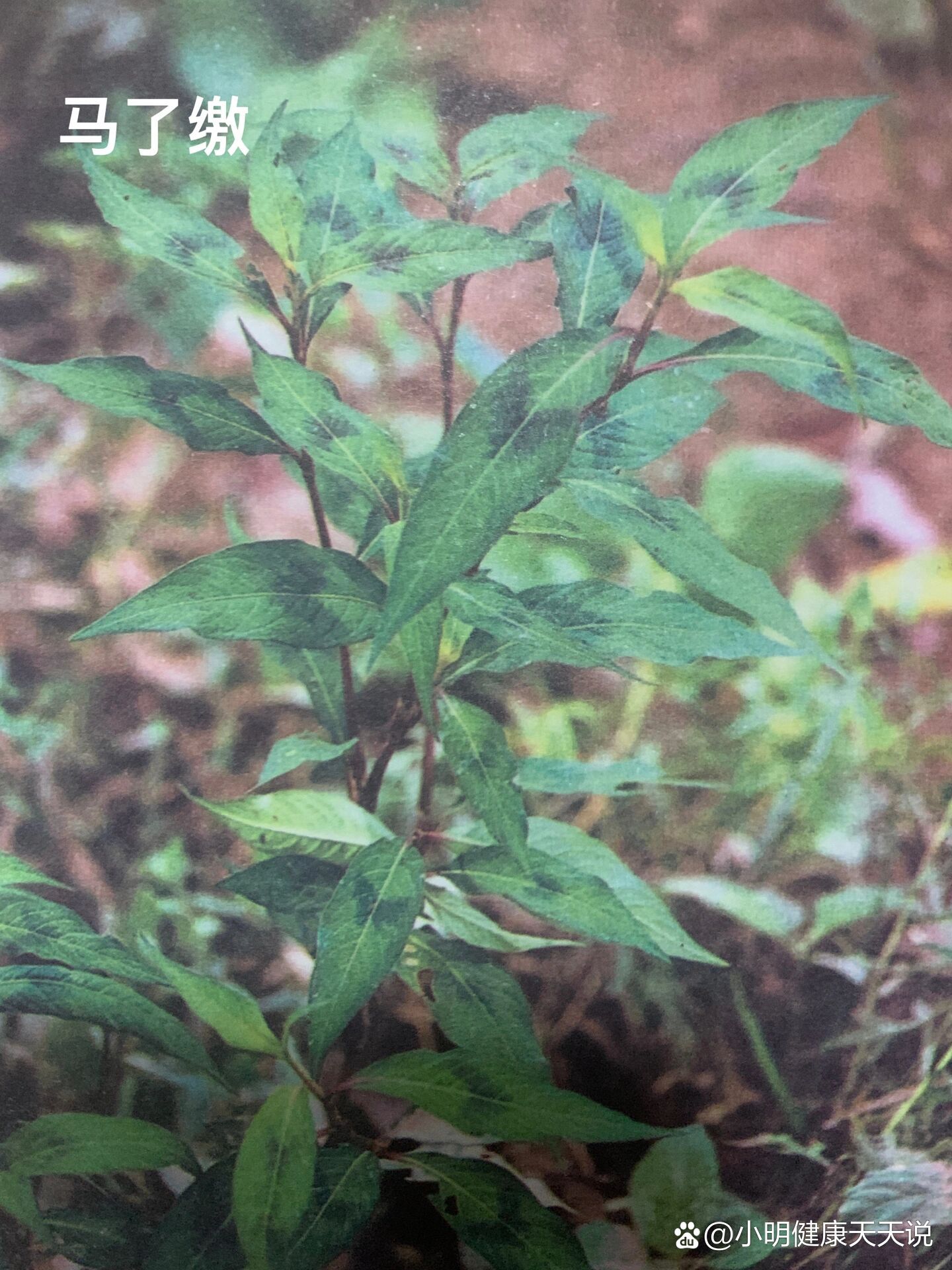 潮汕地区别名辣蓼马蓼缴红花马了缴乌记草红脚马了缴旱辣了