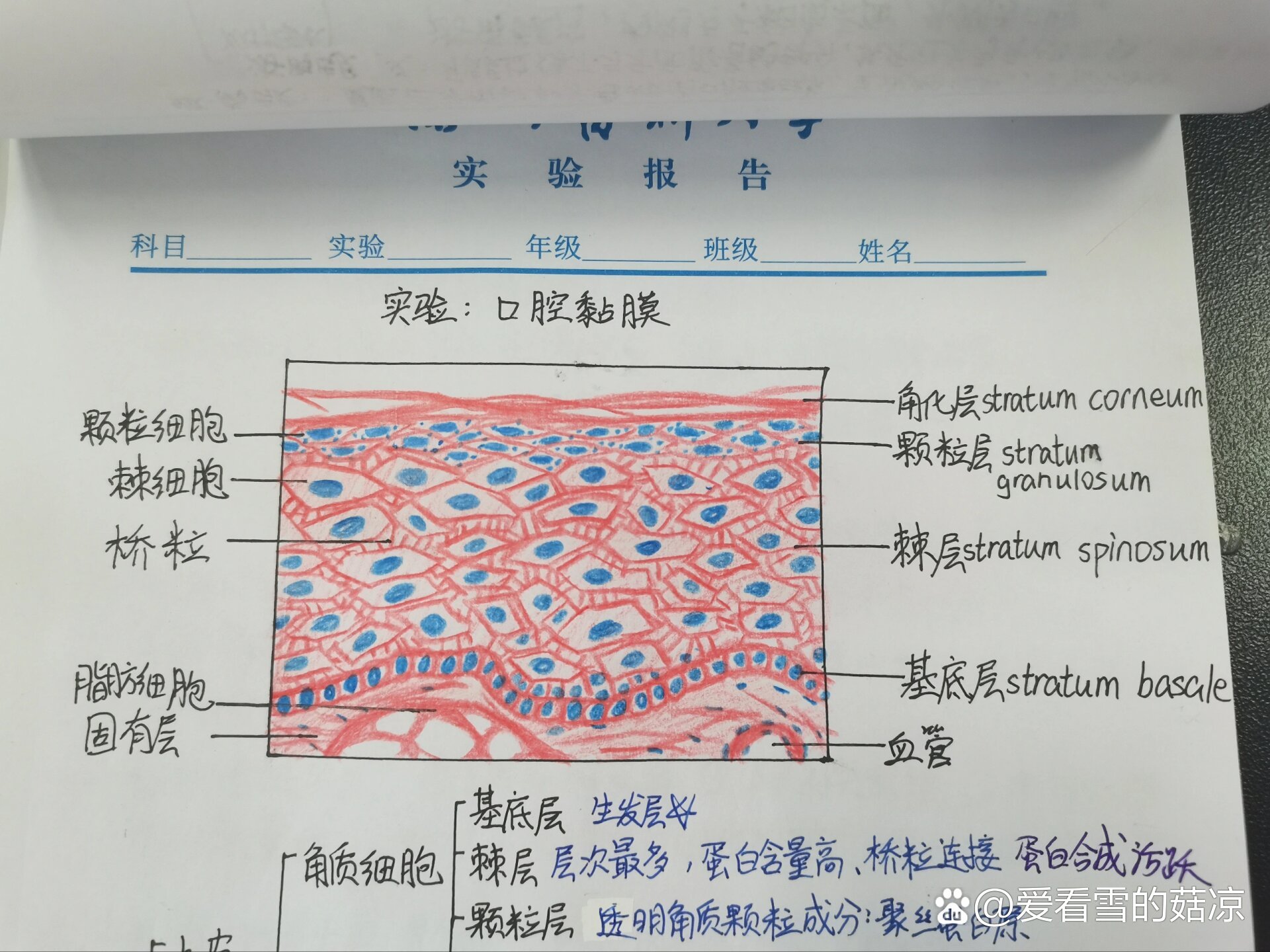 口腔组织病理学实验红蓝铅笔绘图