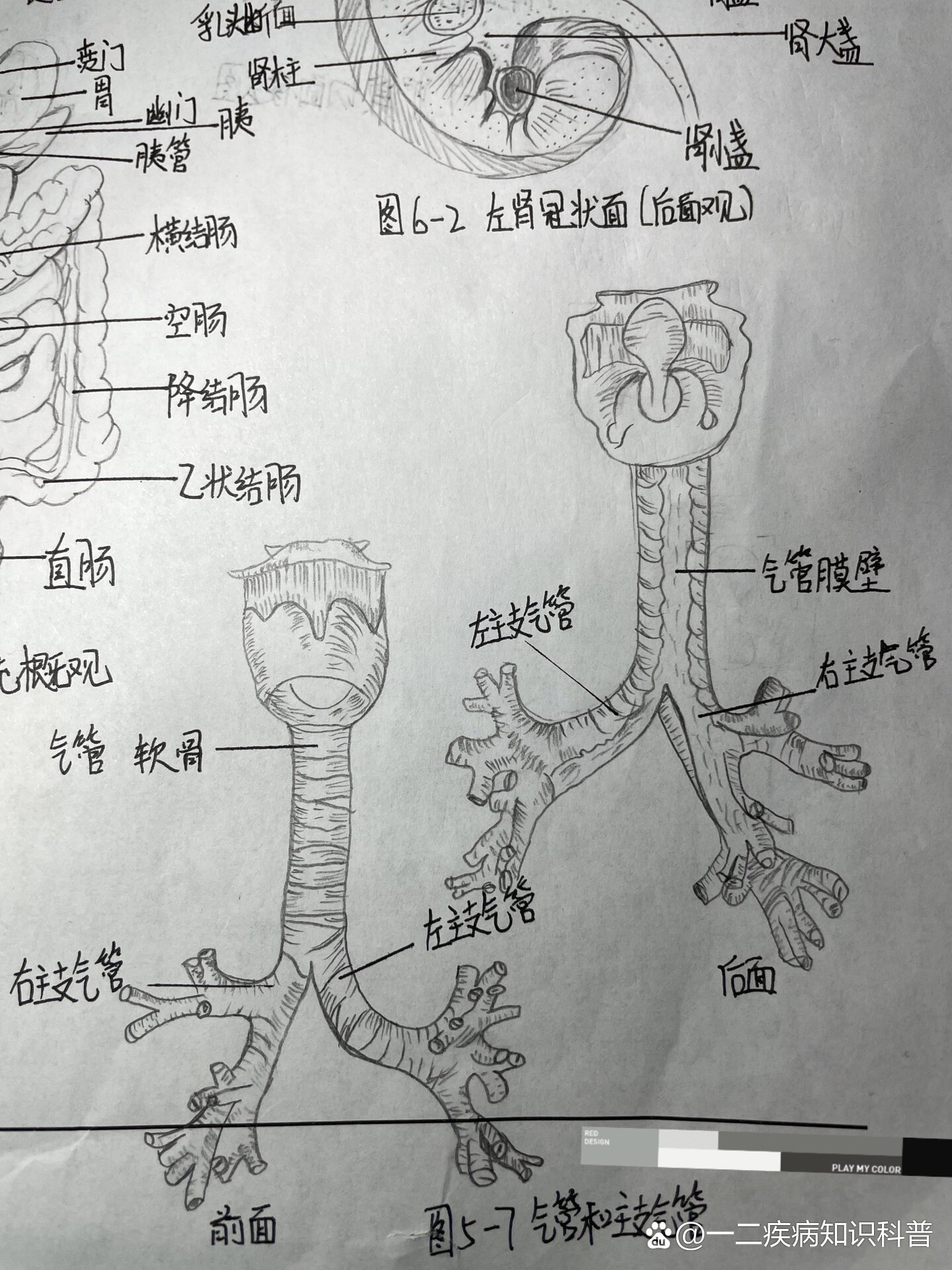 呼吸性细支气管手绘图图片