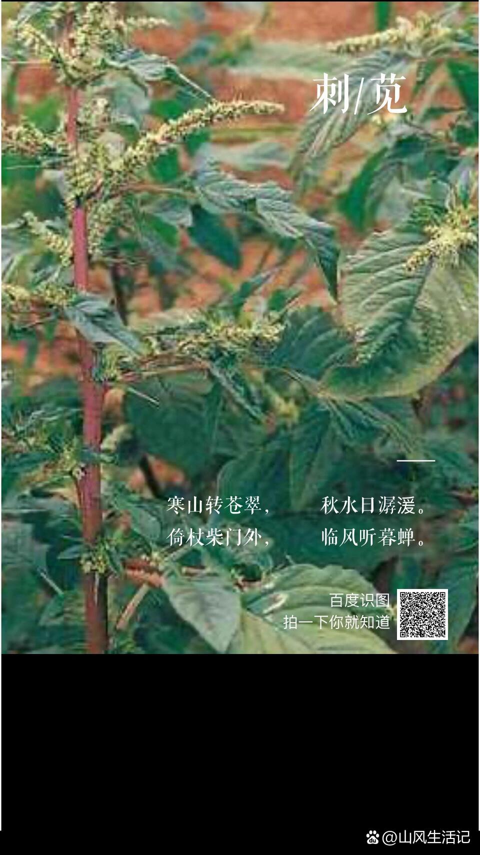 刺苋图片功效与作用图片