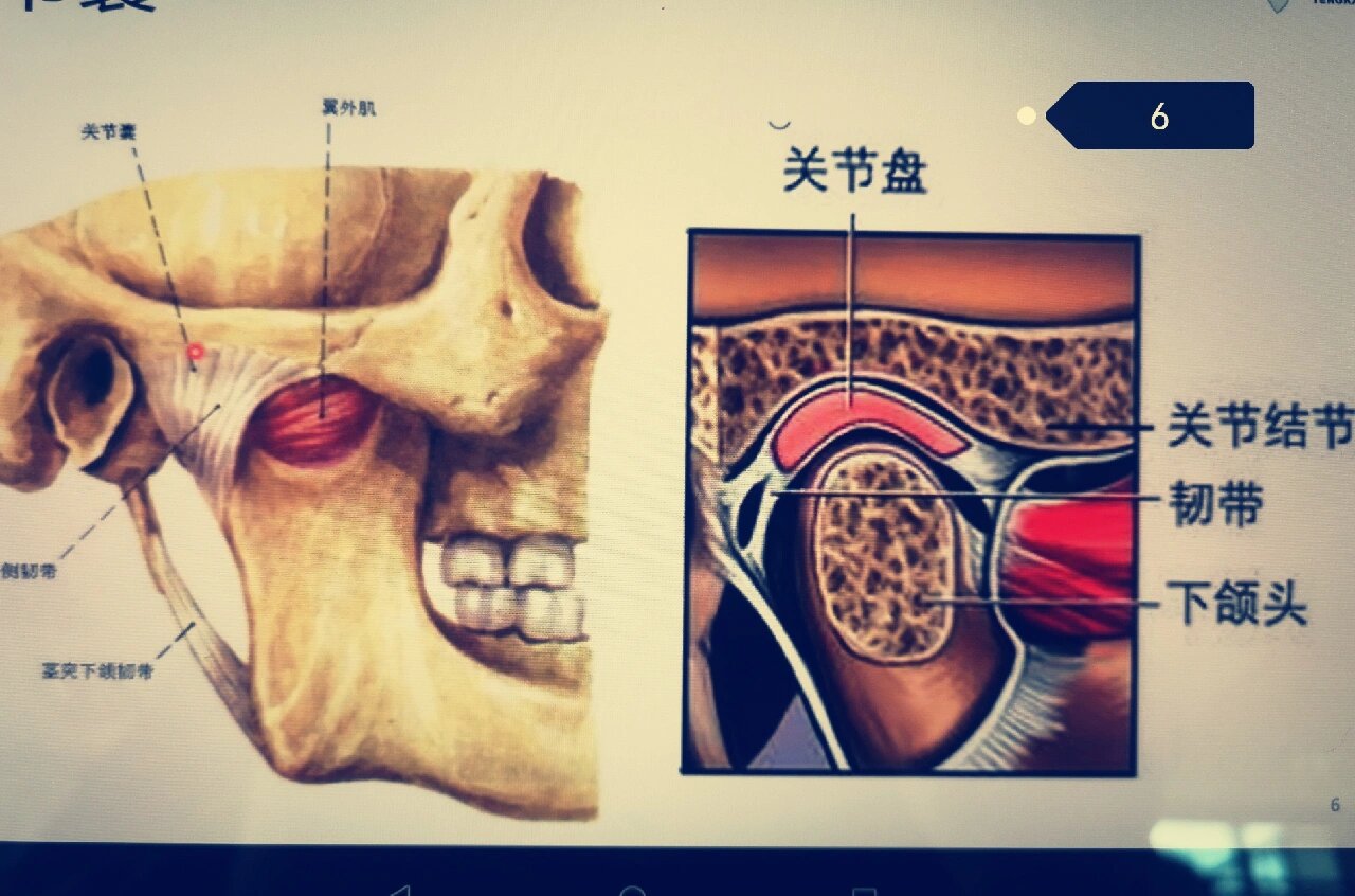 颞下颌关节解剖及其功能分析