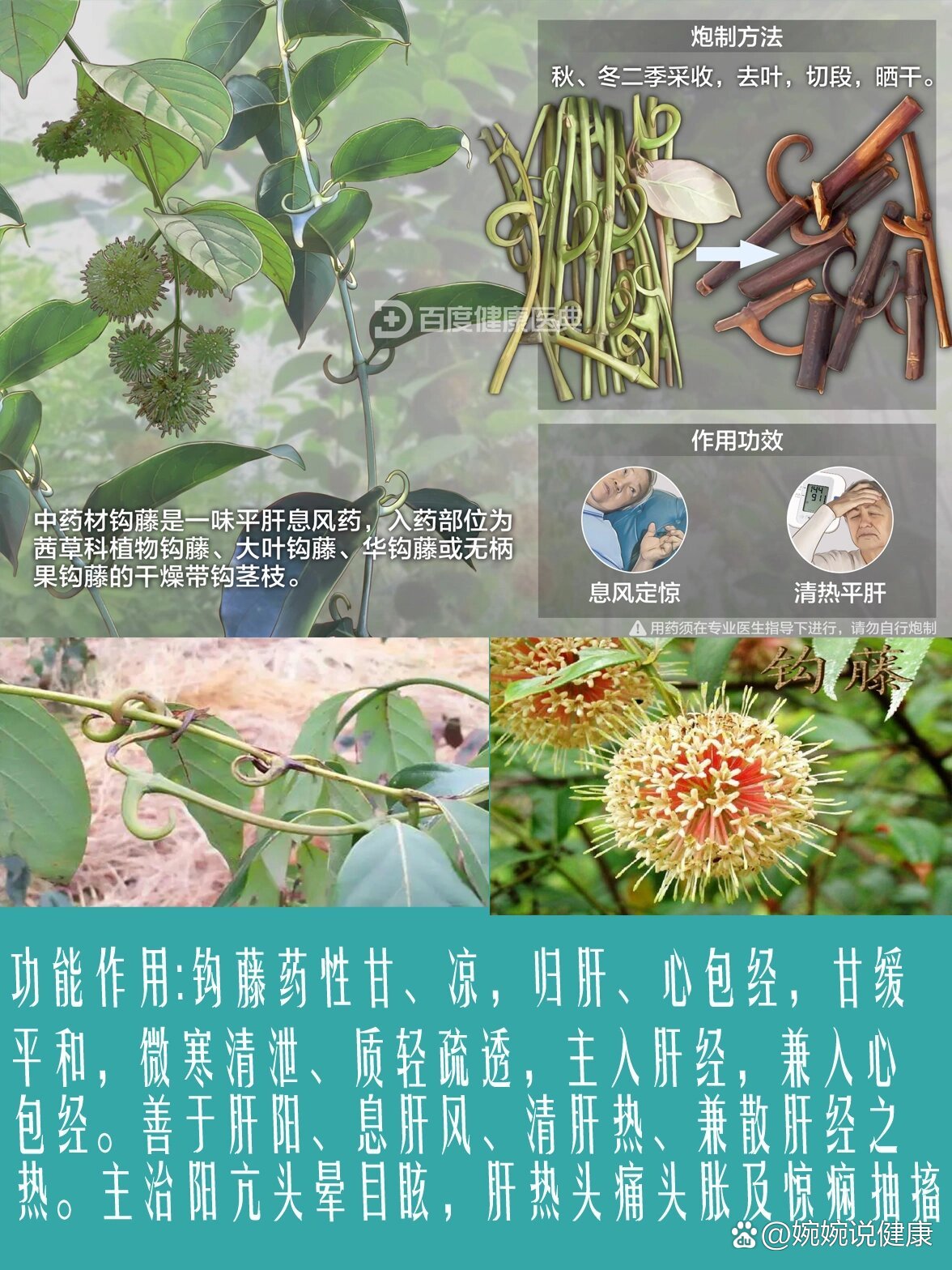 钩藤的药用价值图片