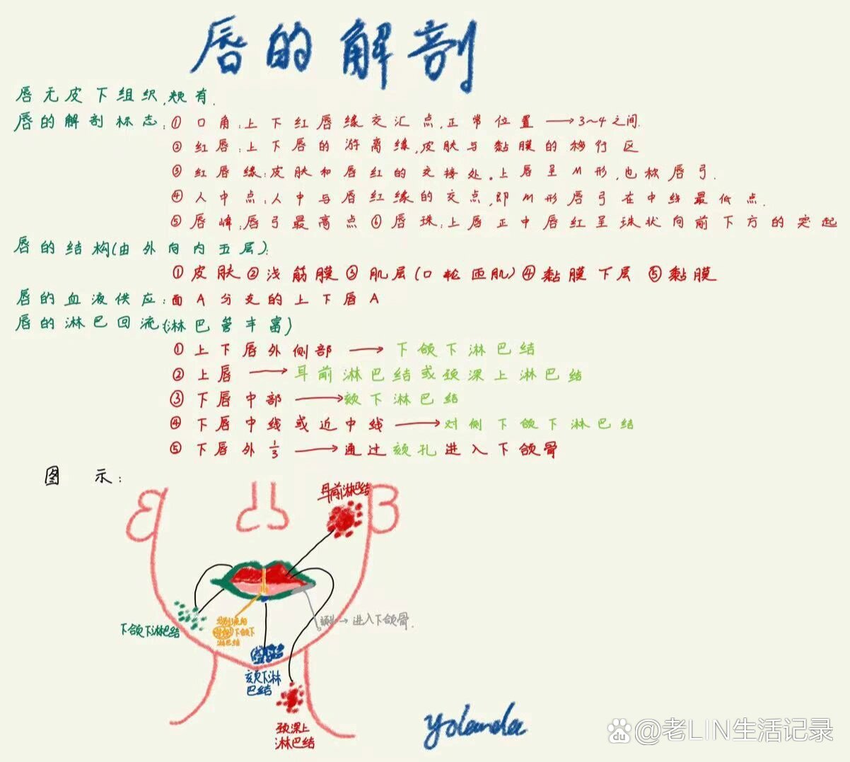 唇部解剖示意图图片