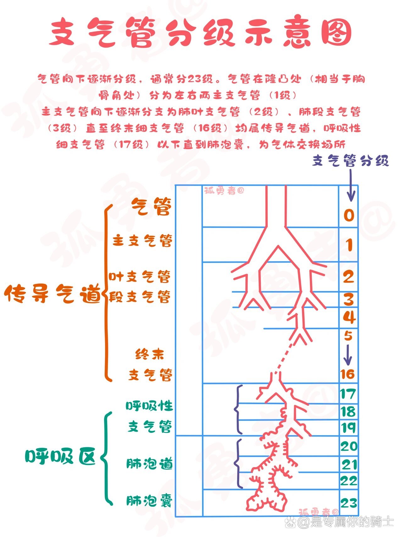 支气管的结构图片