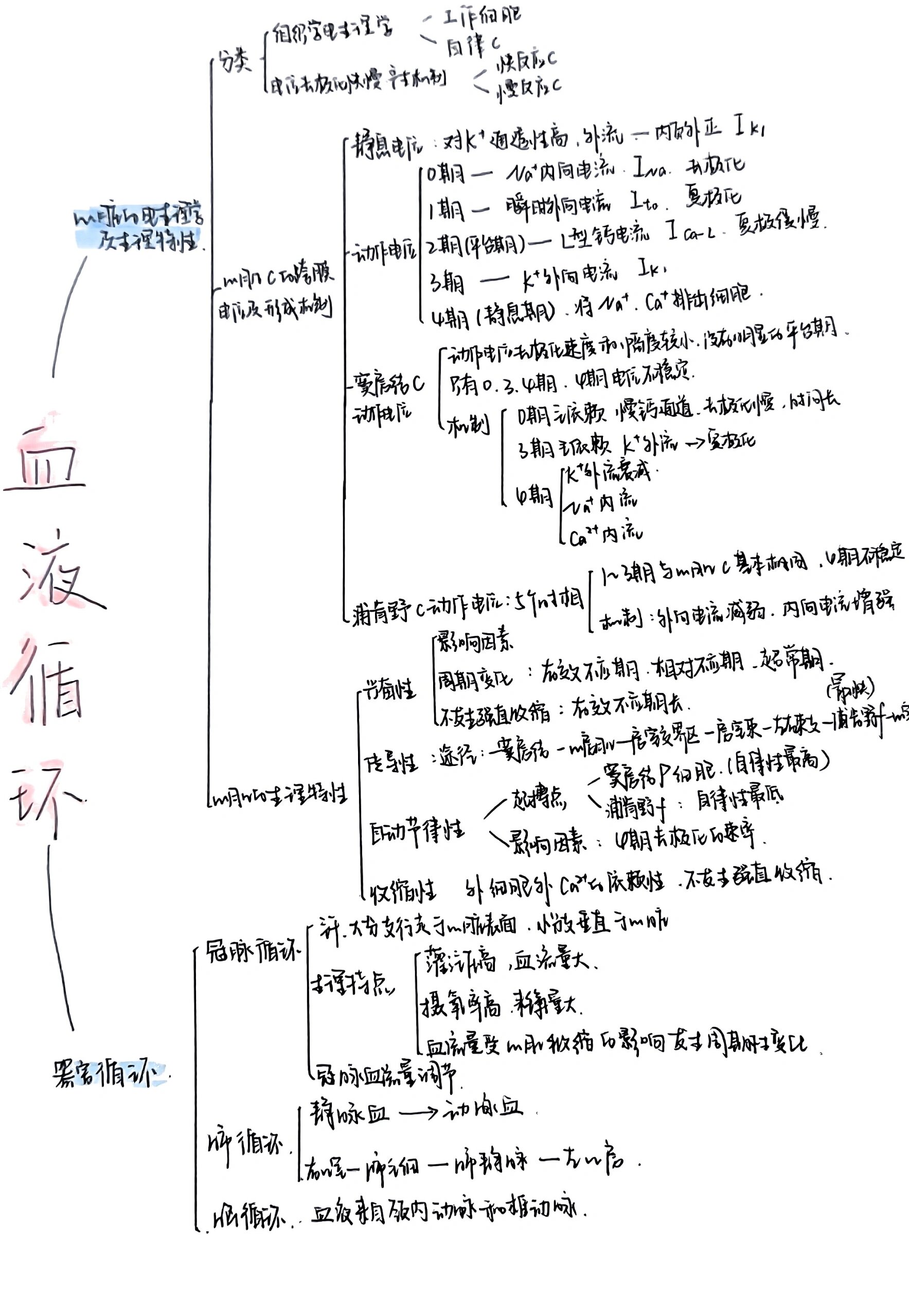 人体血液循环思维导图图片