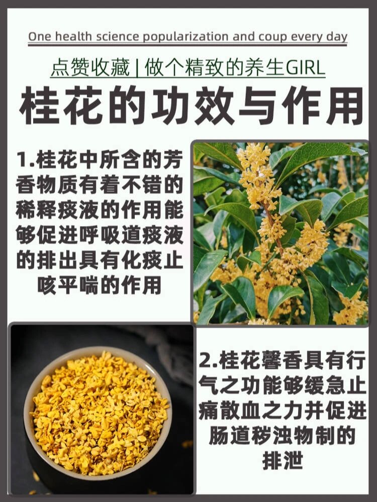 桂花的药用价值图片