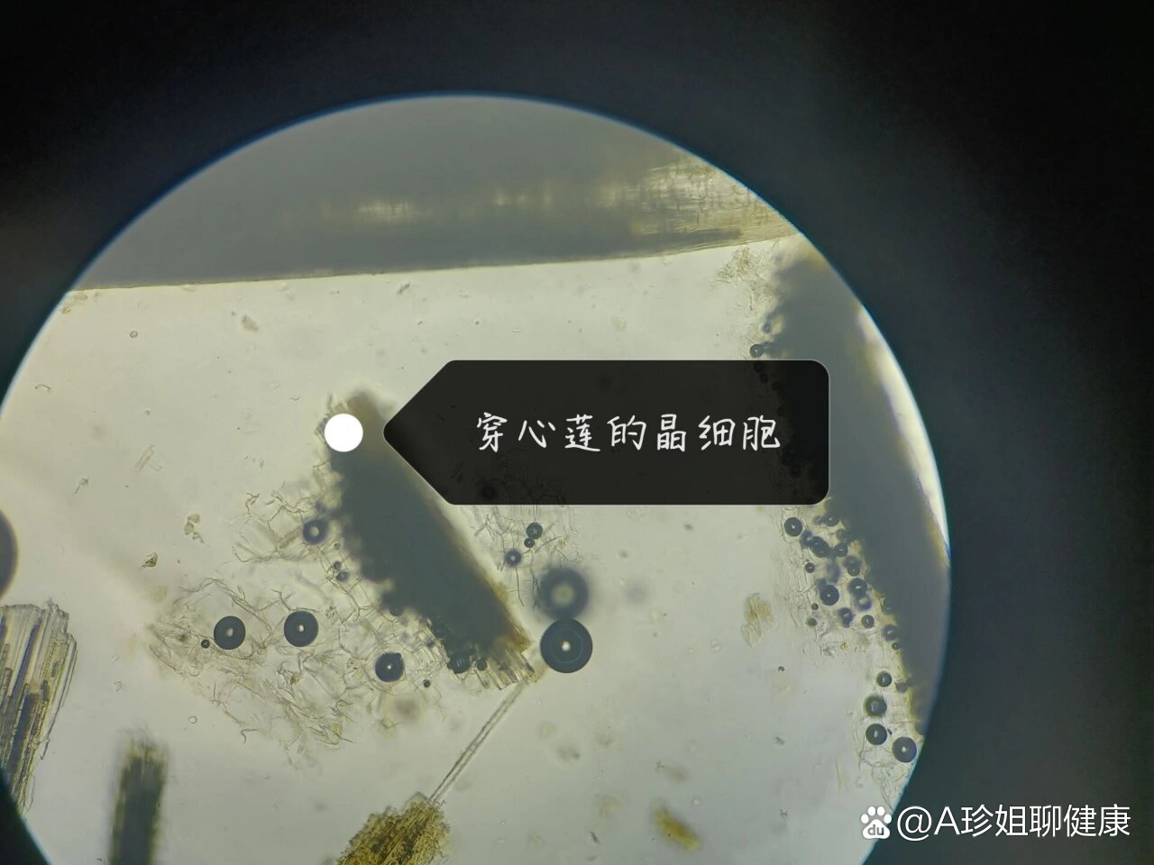 来一组穿心莲粉末的显微图