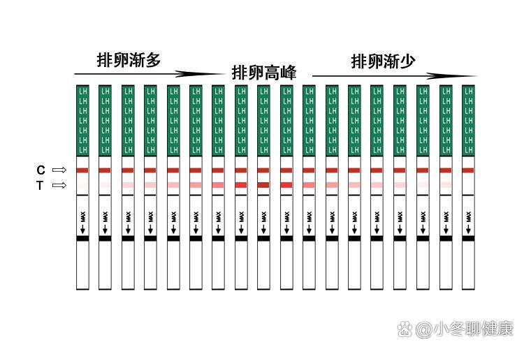 排卵试纸对比色表卡图片