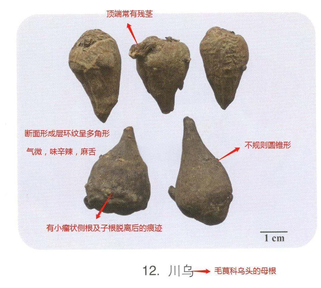 每日中药：川乌的炮制与作用详解
