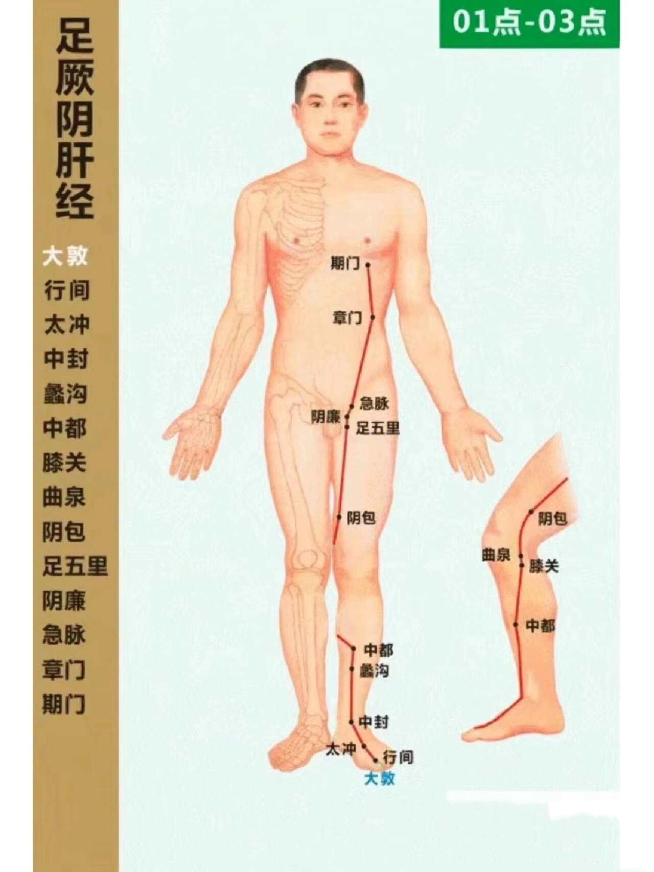 厥阴肝经走向经络图图片