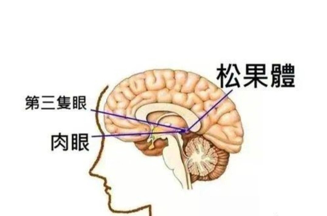 松果体功能