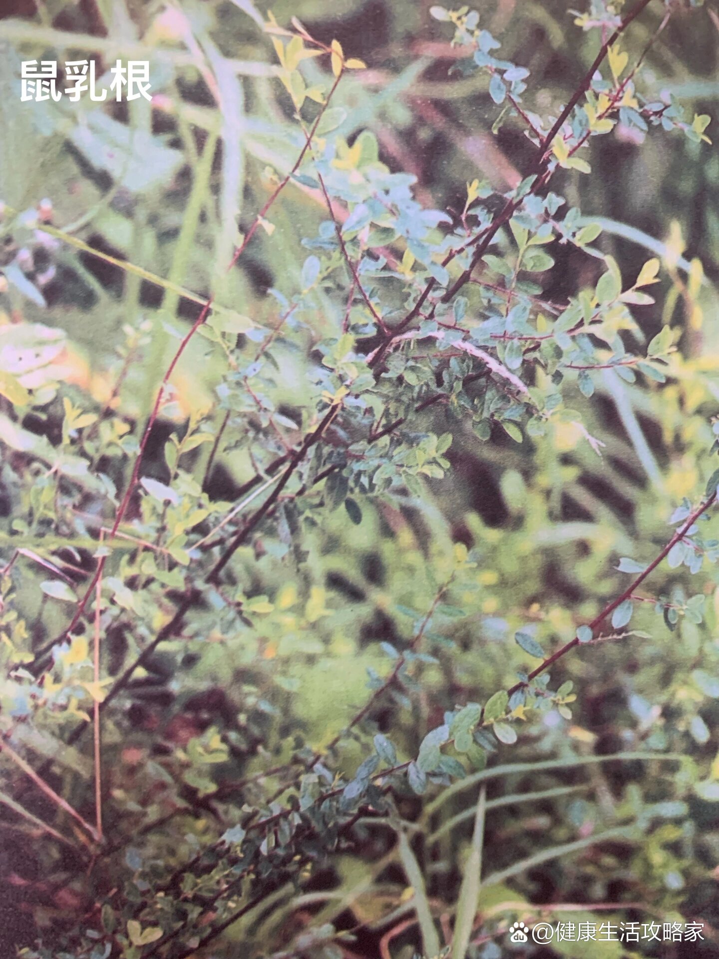  p>潮汕百草药分享篇之鼠乳根 br>鼠乳根 学名:鼠李科勿儿茶属老鼠耳 